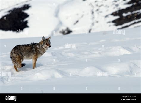 Coyote - Canis latrans Stock Photo - Alamy