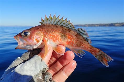 How Microfishing Took the Angling World by (Very Small) Storm | Hakai Magazine