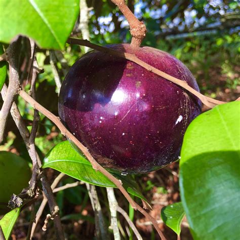 Star Apple (Chrysophyllum cainito) tropical fruit tree 2'-3' » Tropical Plantae