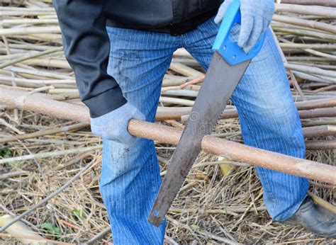 Sawing with a Hand Saw of a Wood Branch Stock Image - Image of estate ...