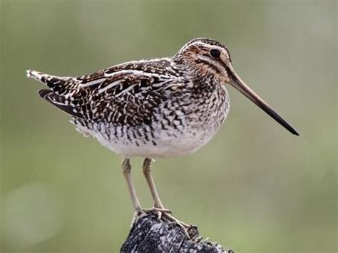 Picture Of A Snipe Bird - Poles Png