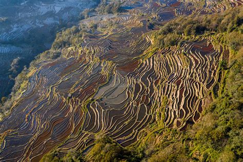 Aerial Photography Of Yuanyang Terraced Farmland In Yunnan Picture And ...