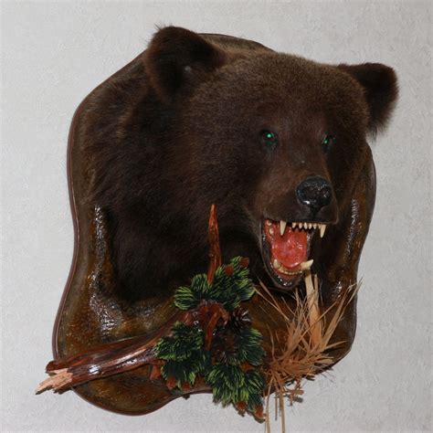 SIBERIAN BROWN BEAR TAXIDERMY HEAD SHOULDER MOUNT - TAXIDERMIED, MOUNTED, STUFFED ANIMALS FOR ...