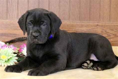 Labradane Puppies For Sale | Puppy Adoption | Keystone Puppies