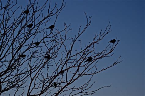 Discover the Astonishing Red-Winged Blackbird Nesting Habits