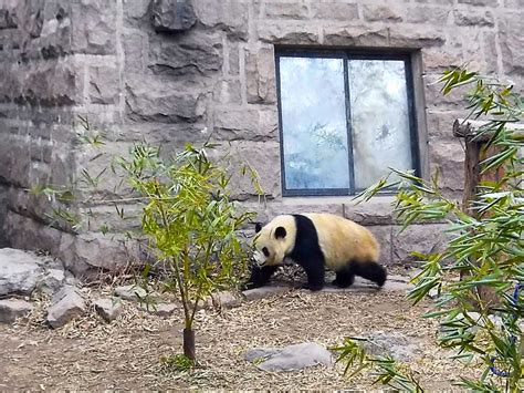 How to Visit the Giant Pandas When You Are Only Going to Beijing