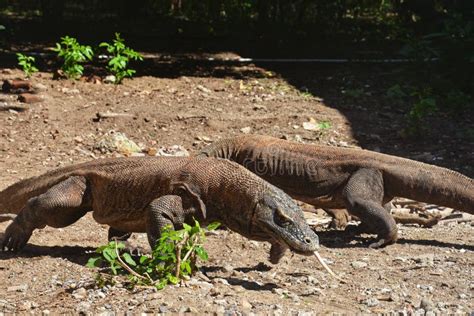 Komodo Dragon on Komodo Island Stock Image - Image of lizard, nusa ...