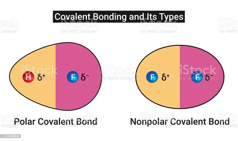 Polar Covalent Bond And Nonpolar Covalent Bond Stock Illustration ...