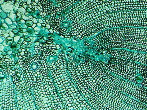 the inside of a green plant with water droplets on it's petals and leaves