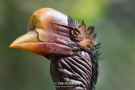 BirdLife International - Helmeted Hornbill Video :: Behance