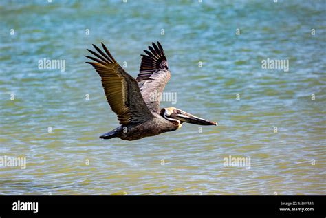 Pelican flying over water, Florida, USA Stock Photo - Alamy