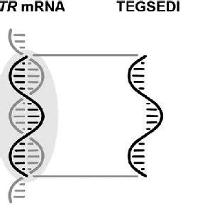 Mechanism of action of inotersen. mRNA, messenger ribonucleic acid ...