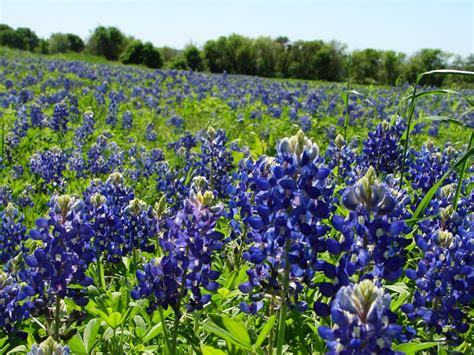 Texas BlueBonnets 4 Free Photo Download | FreeImages