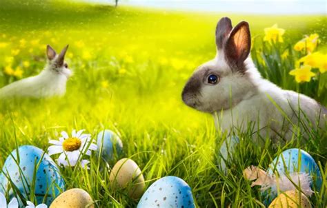 Wallpaper grass, flowers, chamomile, eggs, spring, rabbit, meadow ...