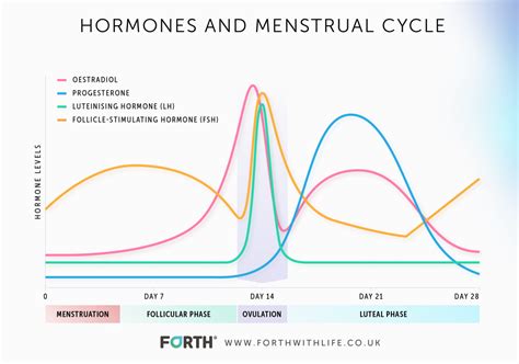 Menstrual Cycle Diagram Hormones