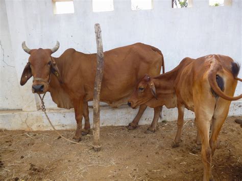 JanakiRama Gardens: Exotic Red Sindhi Cows