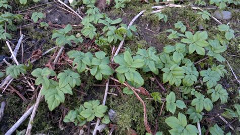 Ground elder – Identification, distribution, edibility. – Galloway Wild ...