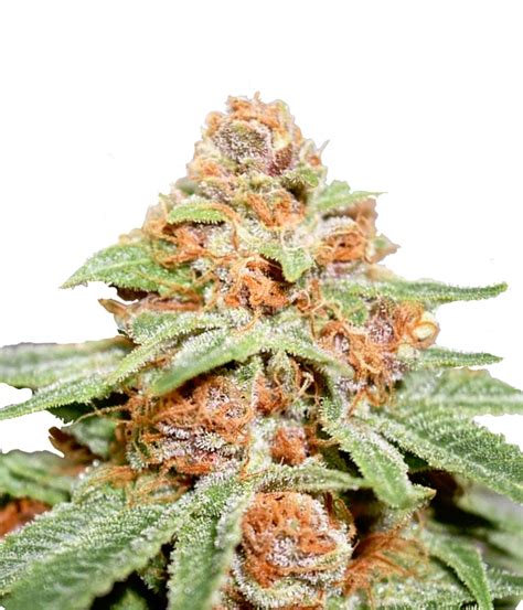 The Cali Connection | Girl Scout Cookies Seeds | Green Parrot