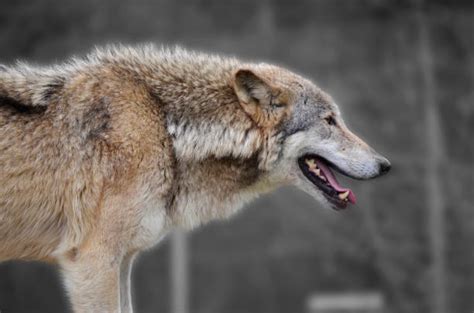 Wolf Pack Behavior Stock Photos, Pictures & Royalty-Free Images - iStock