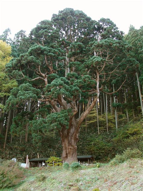 Japanese cedar or Sugi (Cryptomeria japonica) it is a very large evergreen tree, reaching up to ...