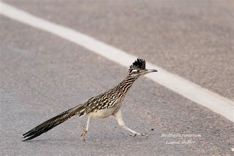 Greater Roadrunner–Bird of the Day – Birding Pictures