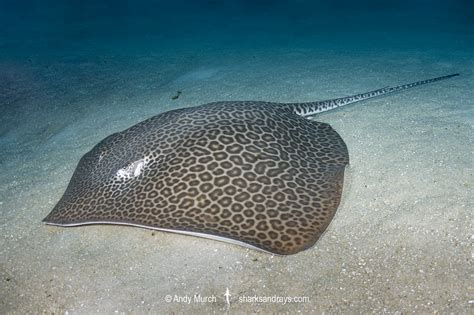 Leopard Whipray 028 | Sharks and Rays