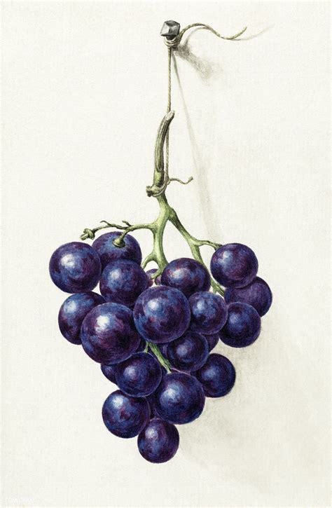 Bunch of blue grapes by Jean Bernard (1775-1883). Original from the ...