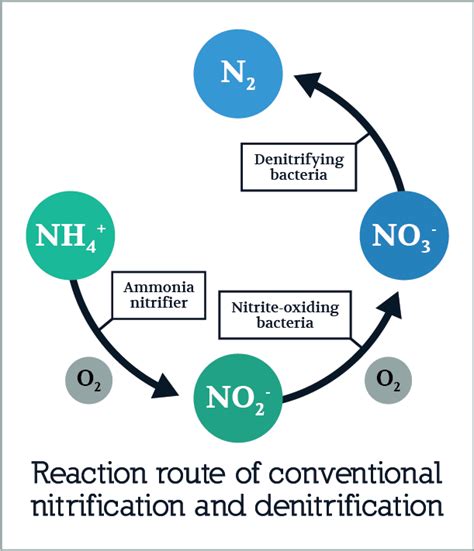 Nitrification - Maryland Biochemical