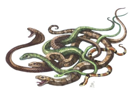 swarm of snakes - Google Search Resident Evil, Forgotten Realms, Dnd Characters, Fantasy ...