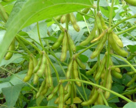 Soybean facts and health benefits