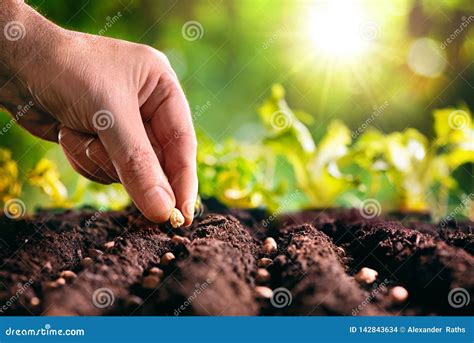 Farmer Planting Seeds in Soil Stock Photo - Image of dirt, farming: 142843634