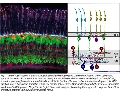 Development of cell types and synaptic connections in the retina by Josh Morgan and Rachel Wong ...