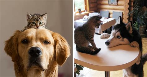 10+ Of The Times When Cats And Dogs Proved That They Can Be Best Friends