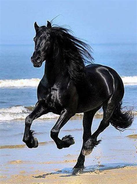 280 Really Cool Horse Names | Animals beautiful, Horses, Most beautiful horses