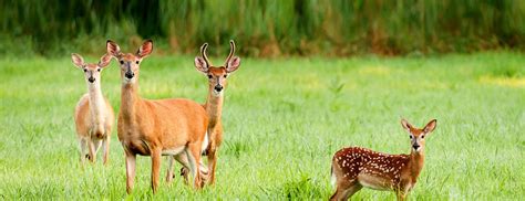 Bondla Wildlife Sanctuary, Bondla National Park, Bondla Wildlife ...