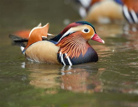 Somerset House - Images. MANDARIN DUCK MALE II