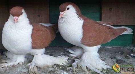 Lahore Pigeon: Breeding Fancy Lahore Pigeon | Farming Plan in 2022 ...