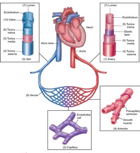 Anatomy and Physiology Flashcards | Quizlet