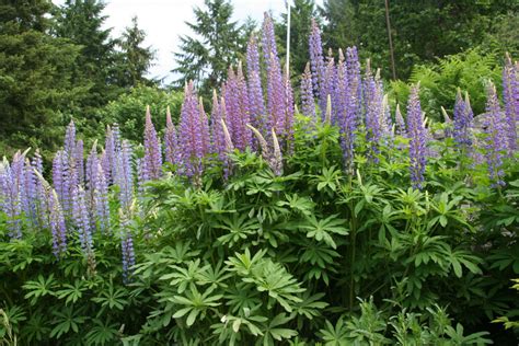 Wildflowers Found in Oregon - Large-leaved Lupine