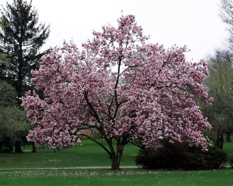 magnolia tree - Google Search in 2020 | Magnolia tree landscaping, Magnolia trees, Southern ...