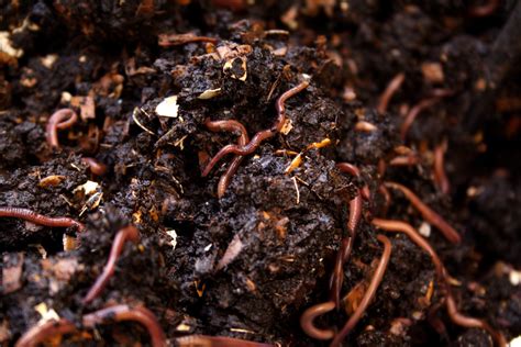 Vermicomposting (indoor method) - Gardening at USask - College of ...