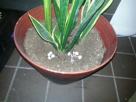 diagnosis - What is this fungus in my indoor snake plant's pot, and is it harmful? - Gardening ...