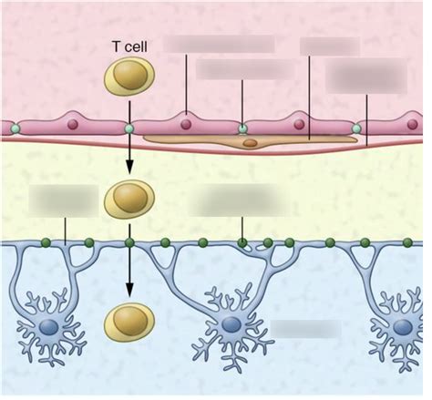 Blood Brain Barrier Diagram | Quizlet