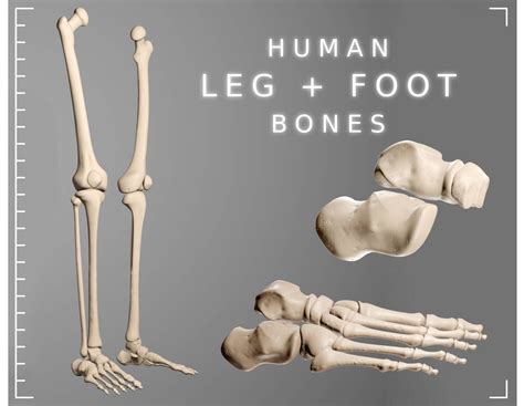 Human Leg Bones 3D model | CGTrader