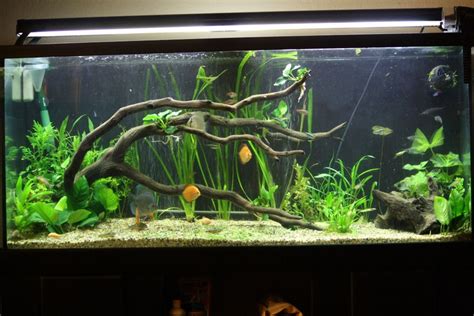 75 Gallon Aquarium Guide: Equipments, Fishes & Setup Ideas