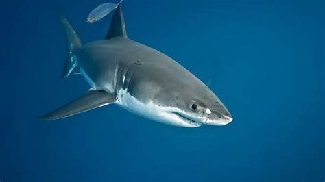 The Great White Shark Adaptations - Behavioral, Structural & Physiological - Zooologist