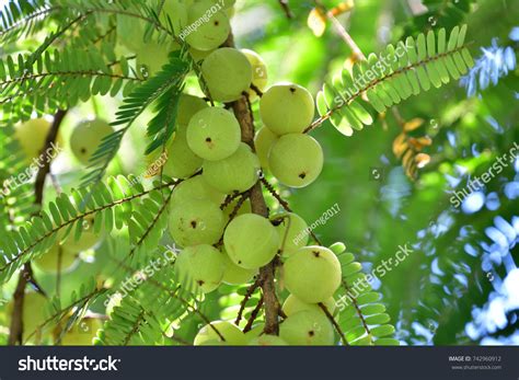 Phyllanthus Emblica Emblic Myrablan Malacca Tree Stock Photo 742960912 | Shutterstock