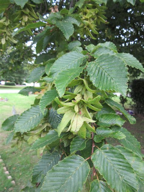 Hornbeam | Plant-Lore