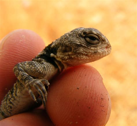 Starred agama lizard | Taken in kiryat byalik ruins - israel… | Flickr