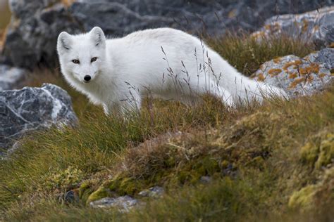 Renard blanc de l'Arctique - Photo et Tableau - Editions Limitées ...